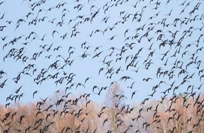 {Europejskie Dni Ptaków to okazja, by obserwować ich migrację po zakończonym okresie lęgowym.}